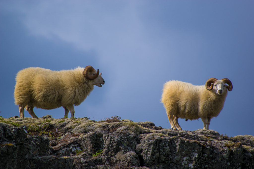 photo-sheep